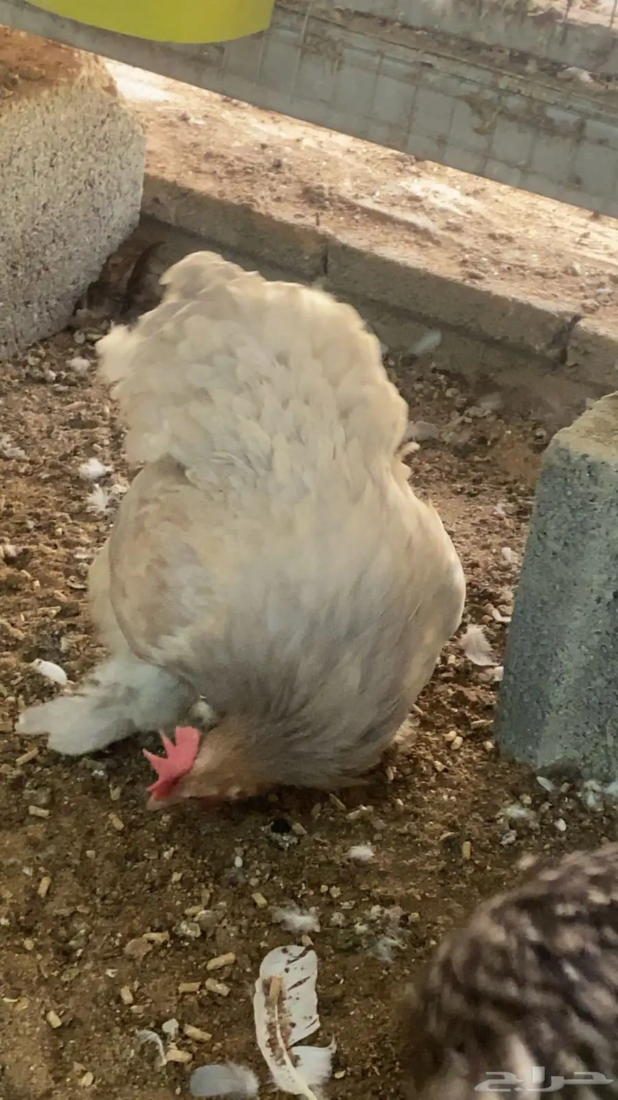 دجاج كوشن امريكي 1