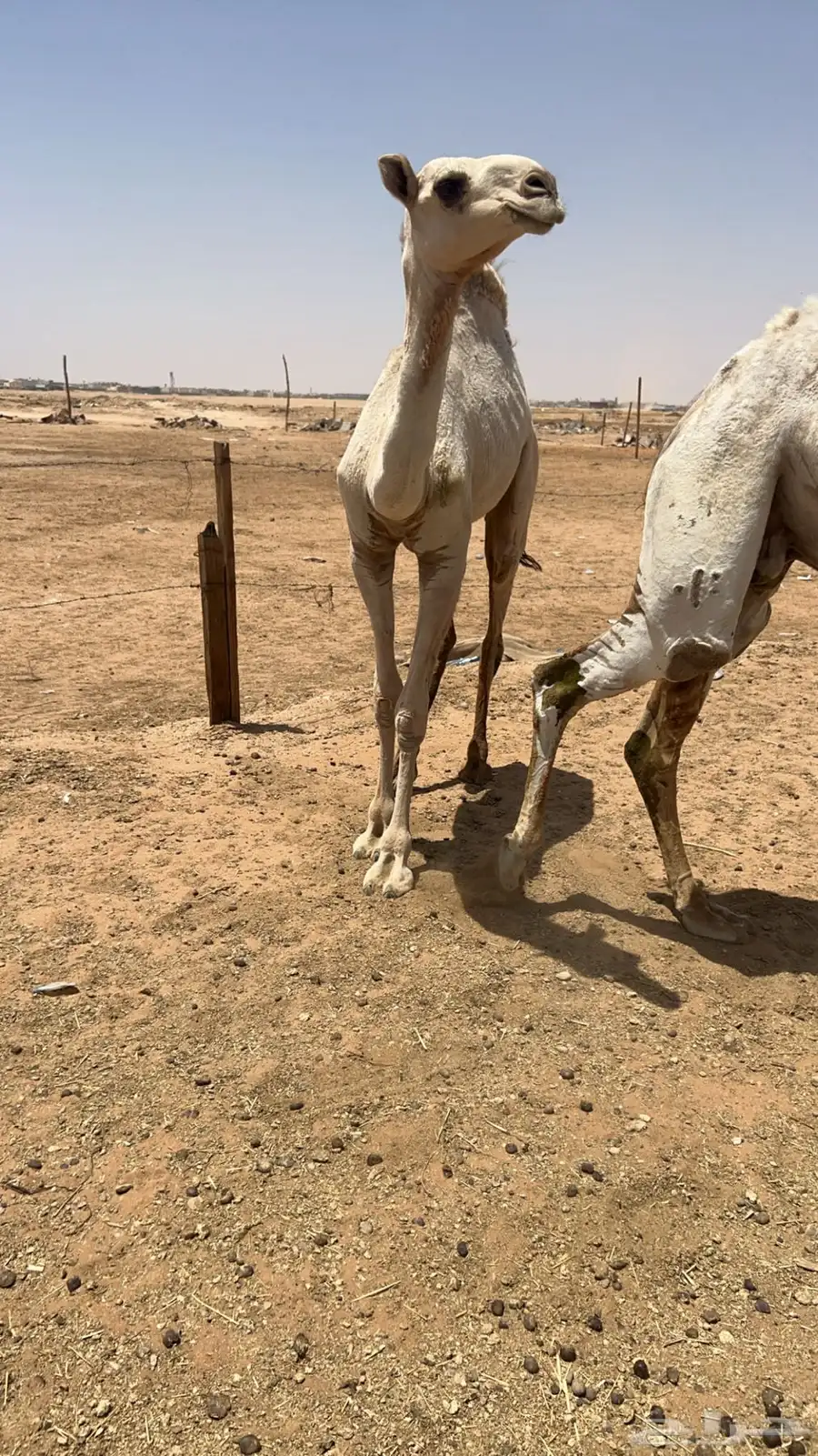 حايل وضحاء ومفروده شقحاء 1