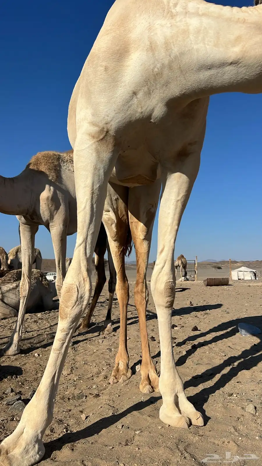ناقه سوداني. السن جذعه يوجد لها فديو 2