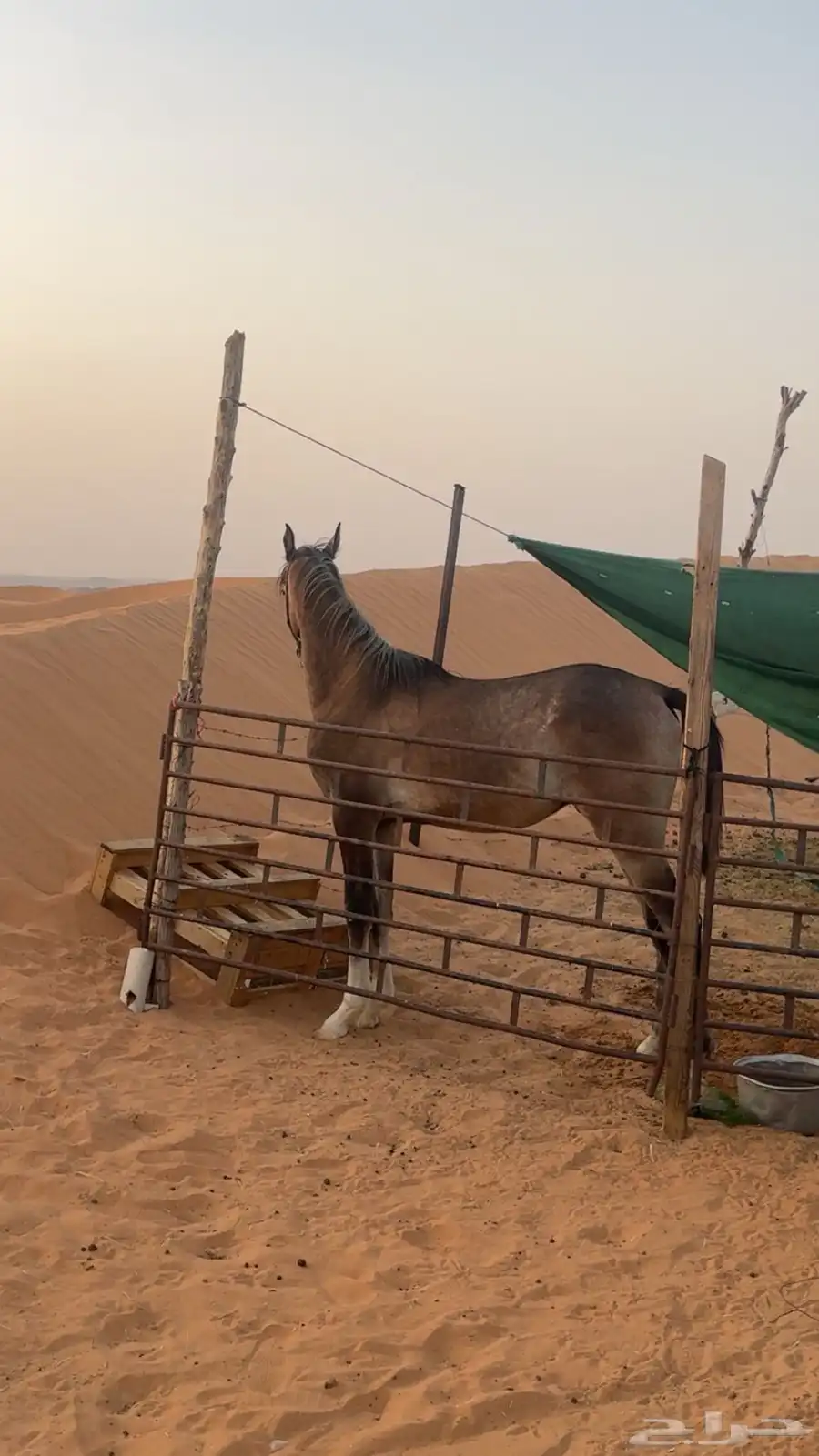 مهر شعبي للبيع 2