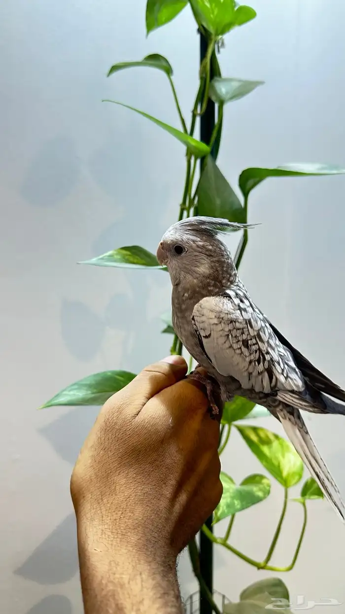 كروان 0