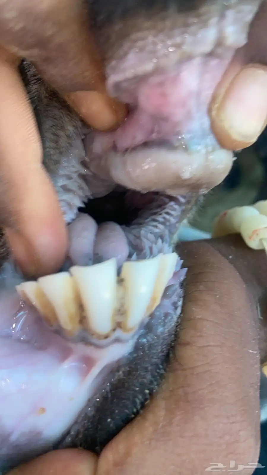 معزا عارضيت صنف كفو 6
