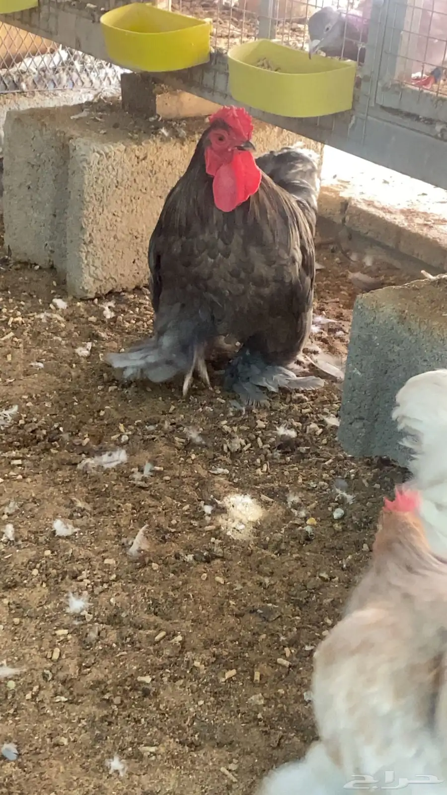 دجاج كوشن امريكي 0