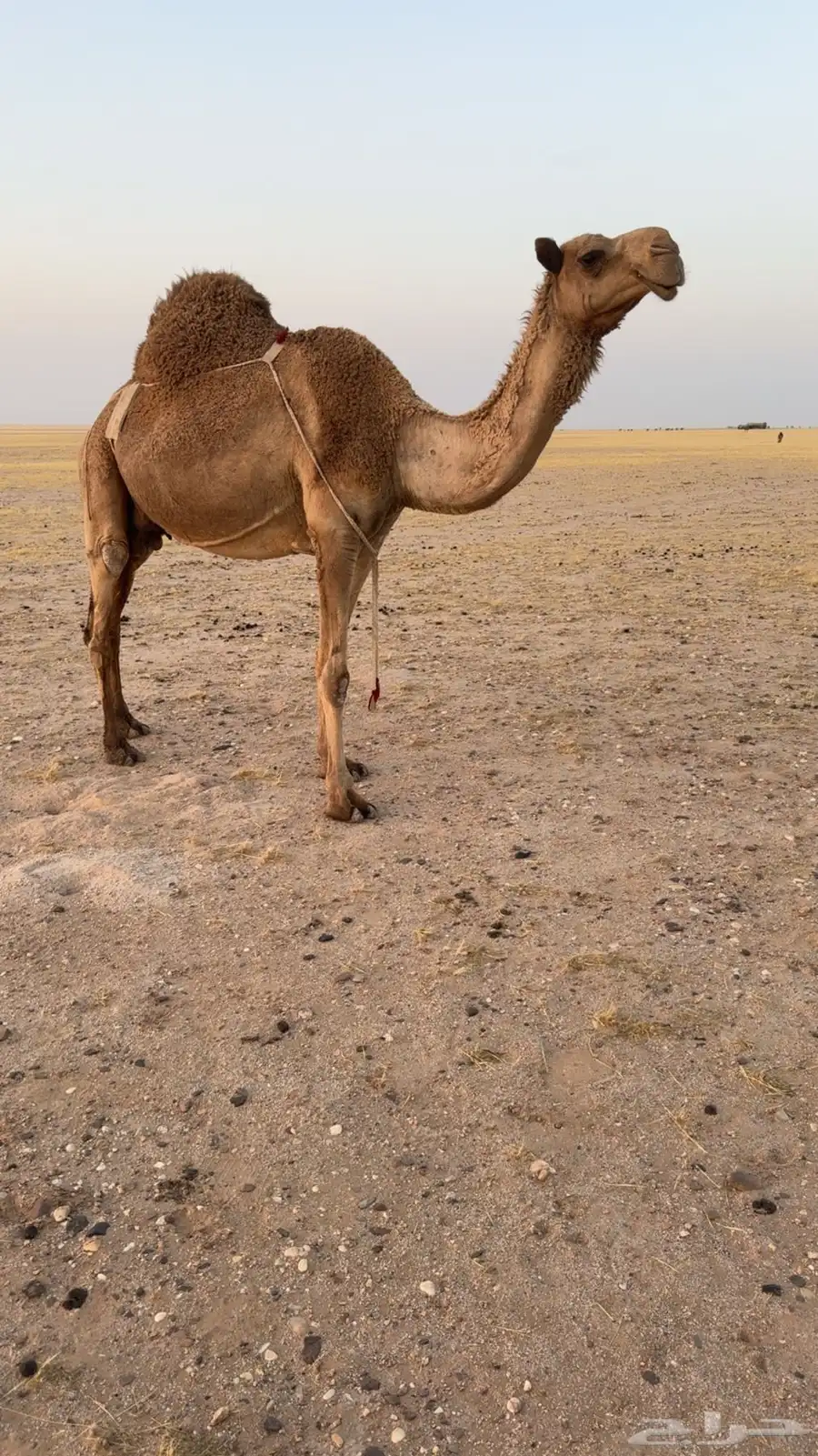 خلفه صفراء تحتها قعود 0