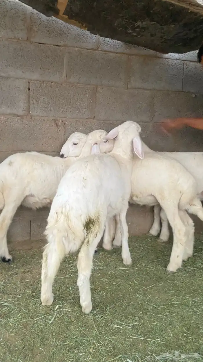 خرفان حري للبيع العدد 6 كلهن خرفان 4