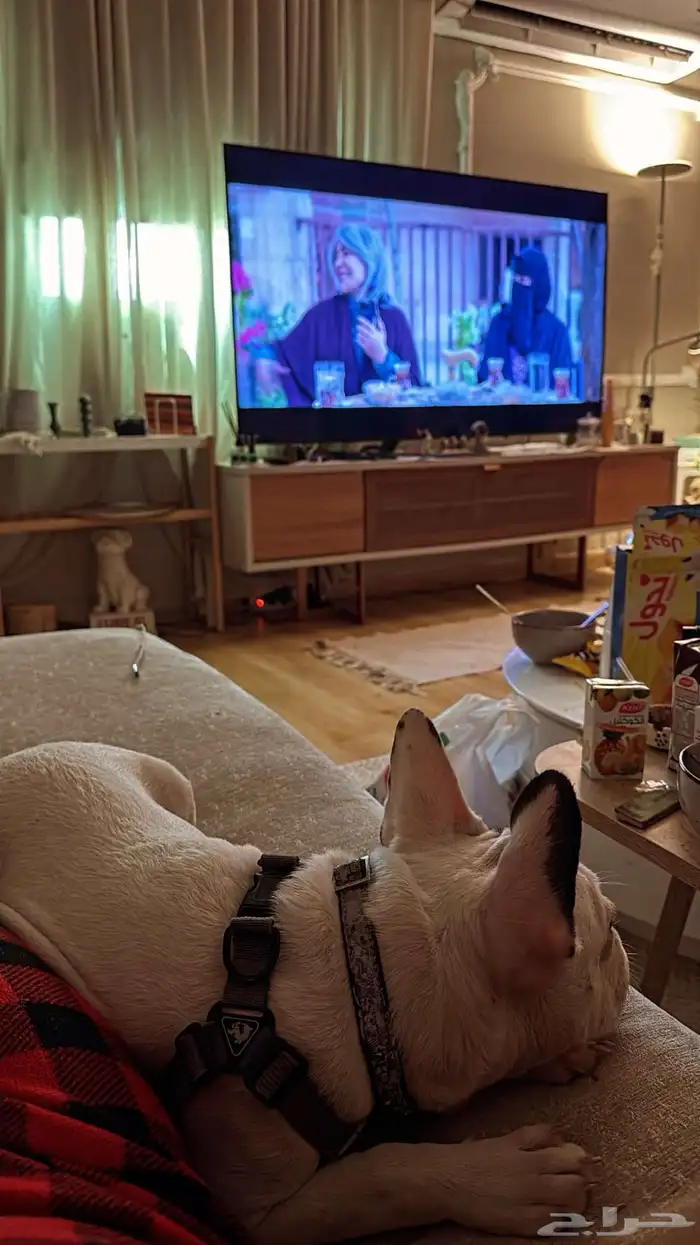 French Bulldog بيور 4