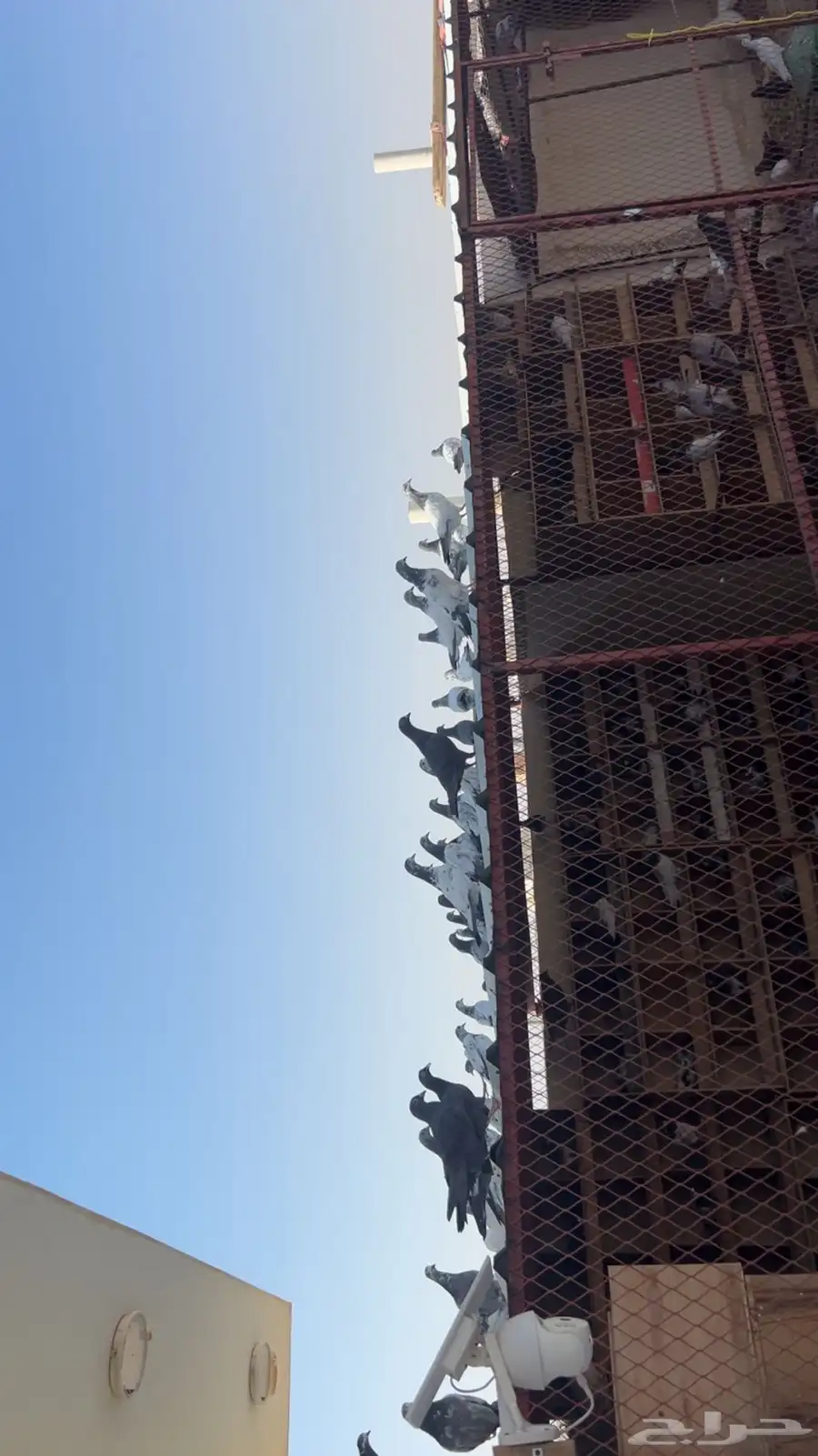 طبات بكستاني 0