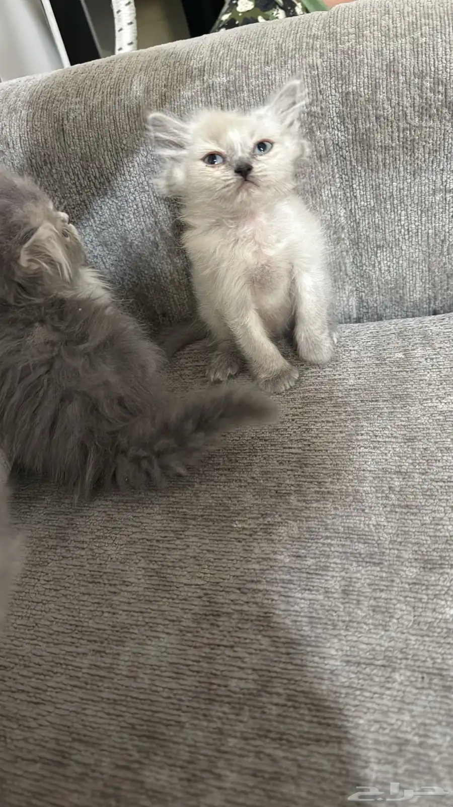 قطط 3