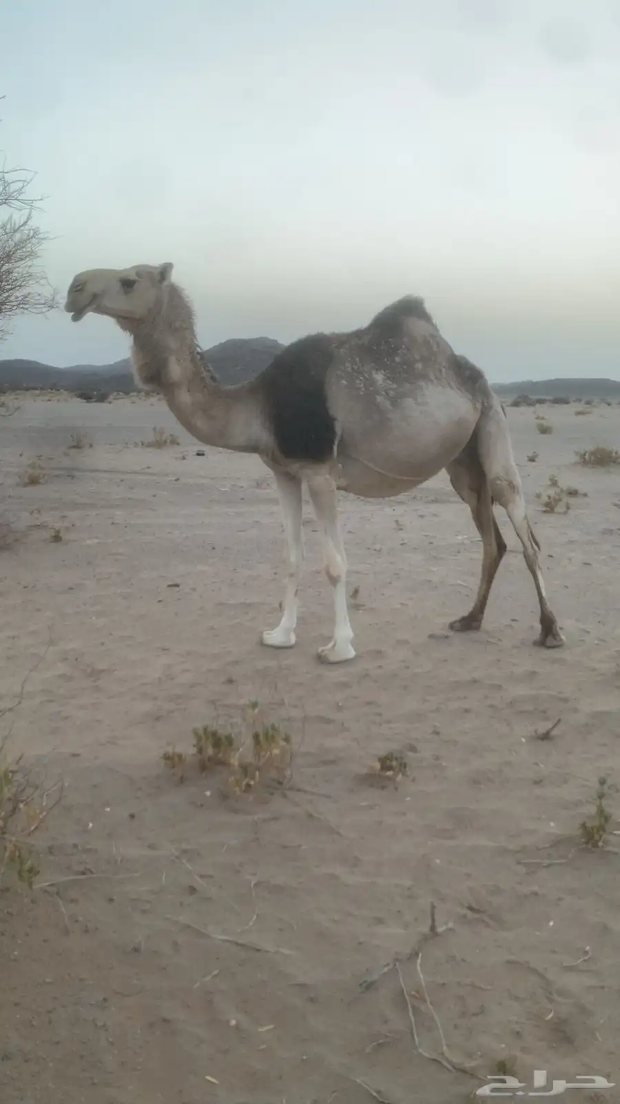 ابل لقحات باقي شهرين على نتاجه 0