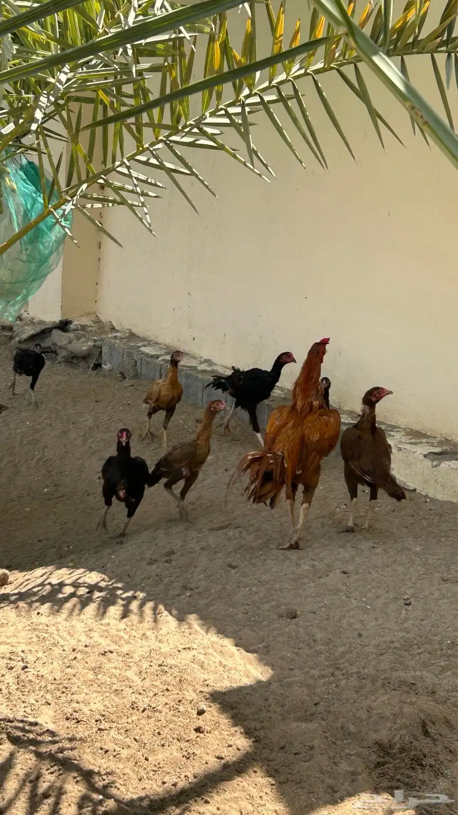 دجاج 7