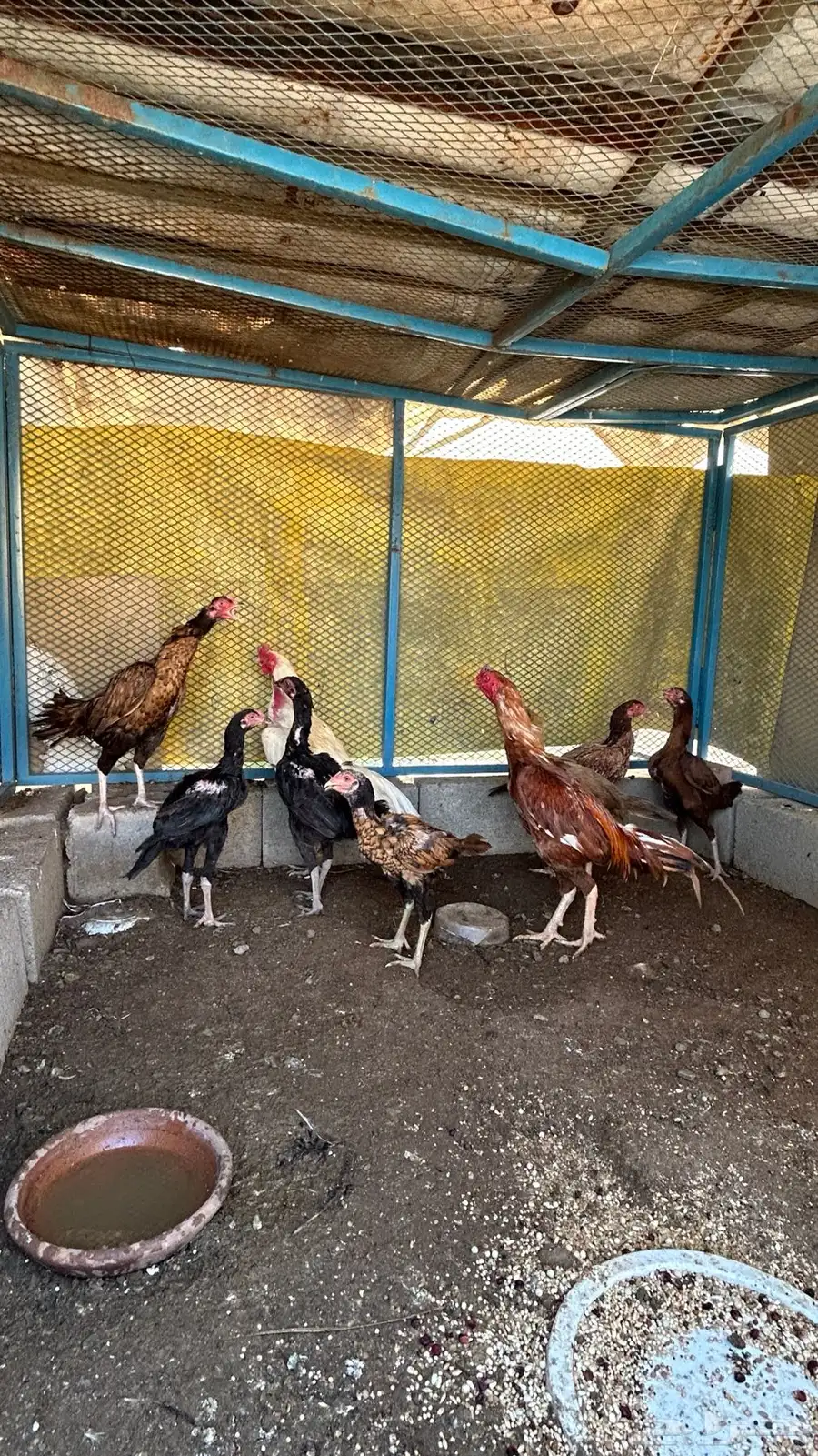 دجاج 6