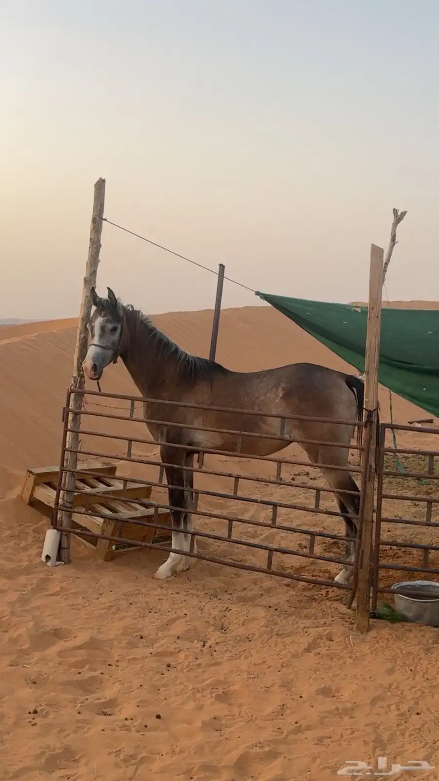 مهر شعبي للبيع 0
