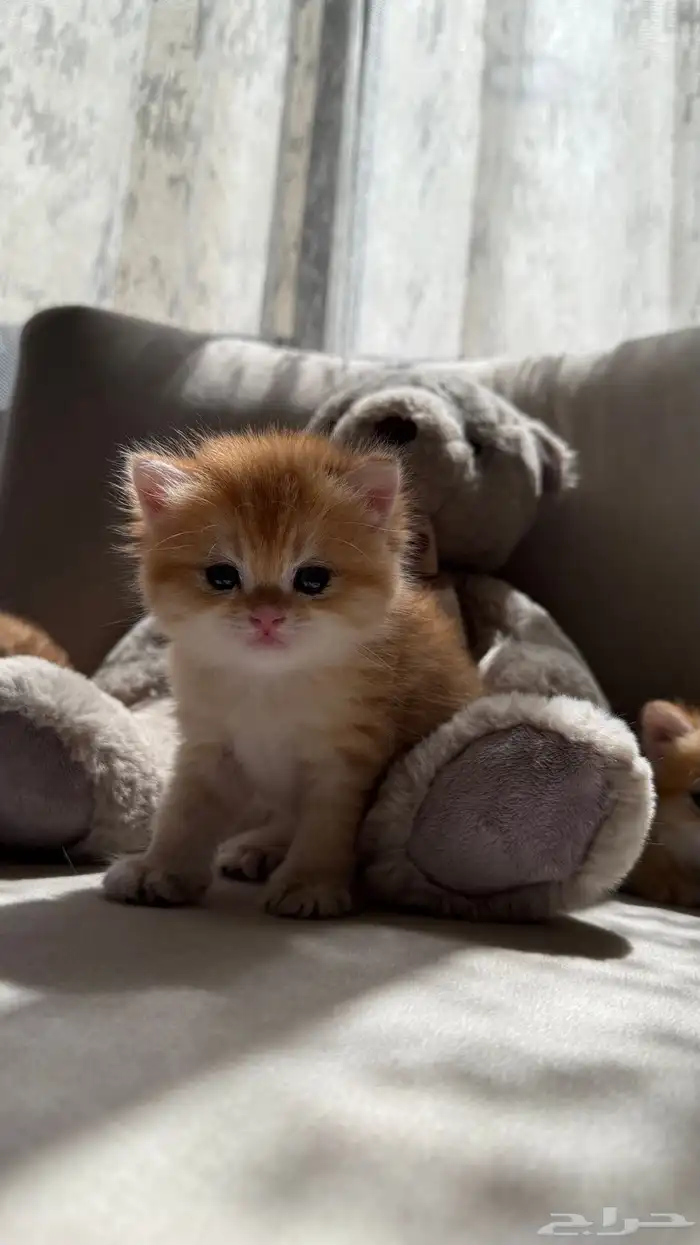 قطط برتش   سكوتش   للبيع 9