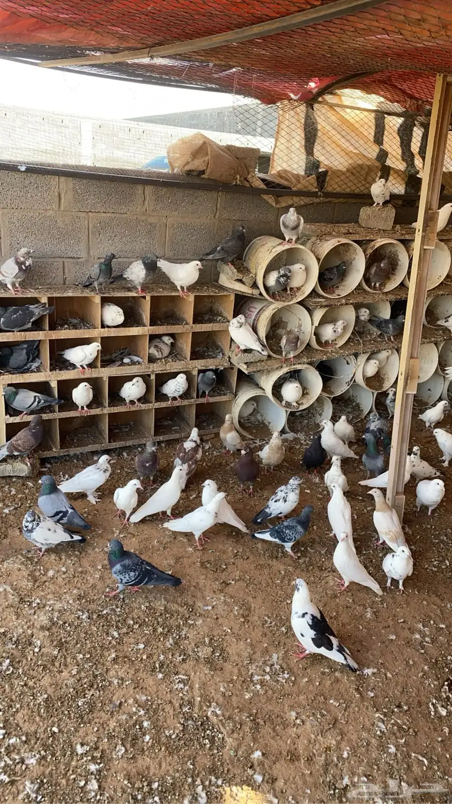 حمام بلدي 2