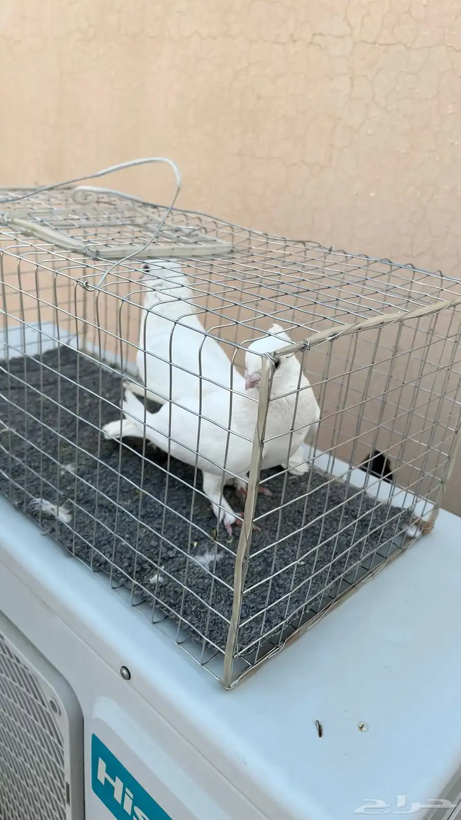 جوزين حمام حب رمان ابيض صك مسرول 2