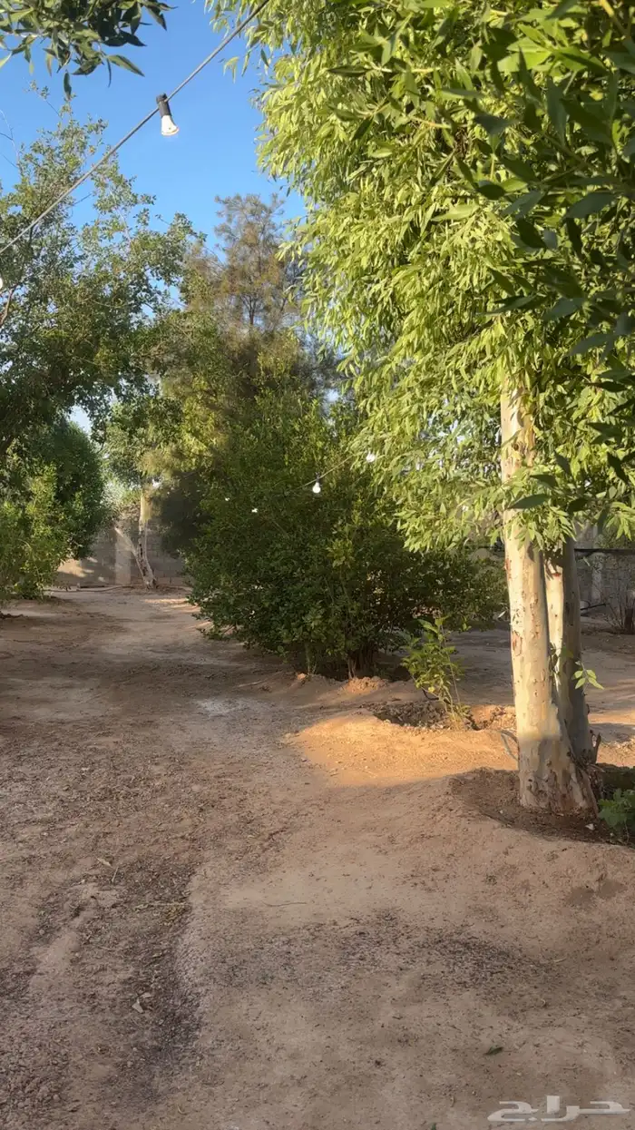 للإيجار مزرعه يومي اسبوعي في قرية زبالا 4