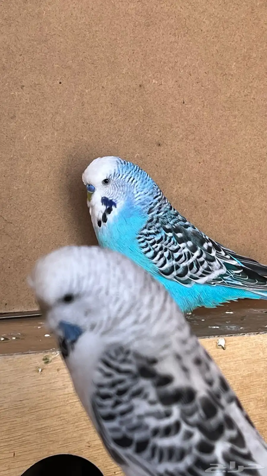 بادجي هوقو و وهولندي و انقليزي للبيع 7
