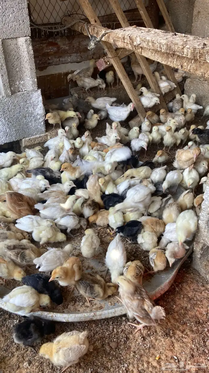 صوص تركي وعربي 2