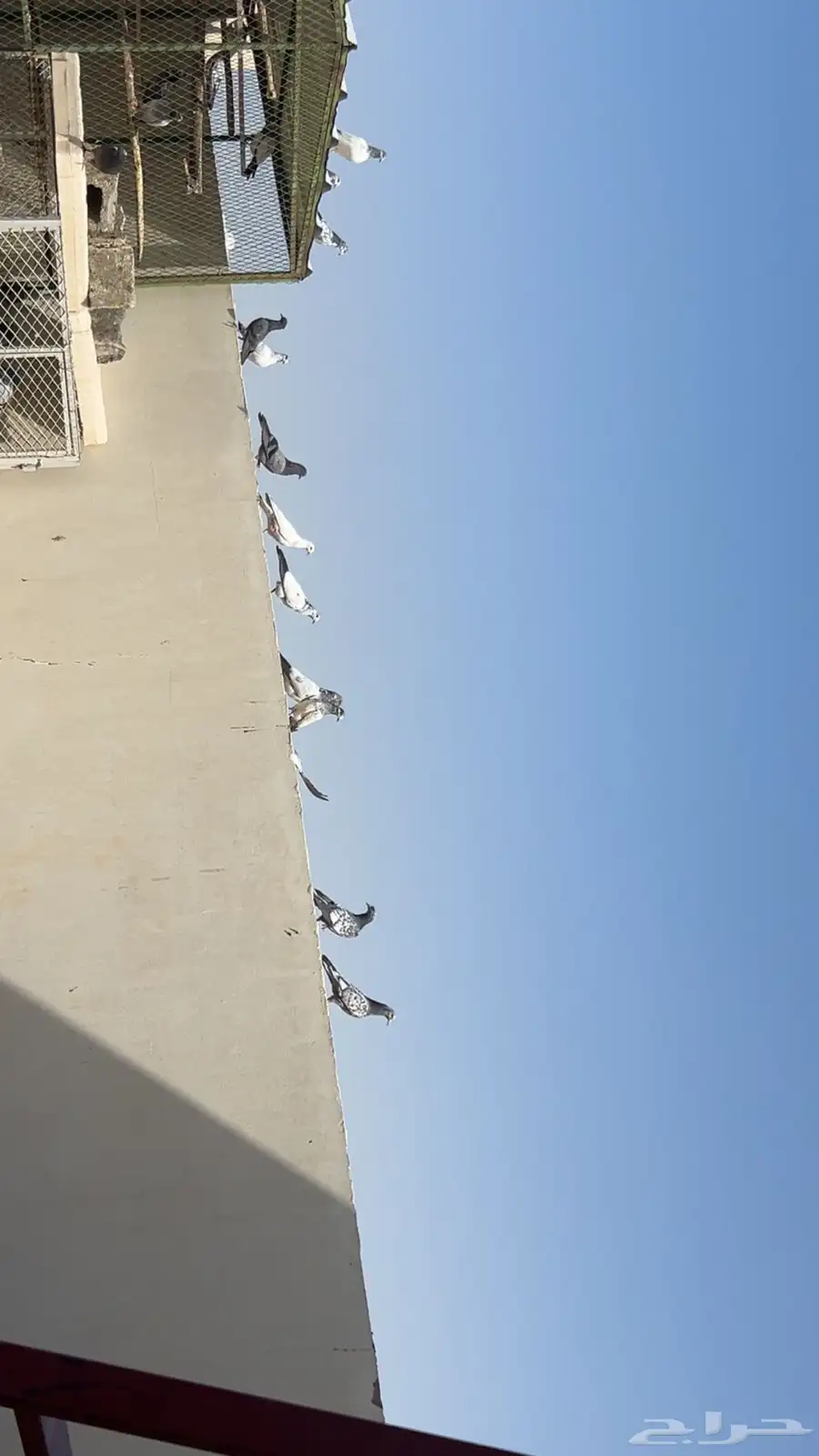 طبات بكستاني 1