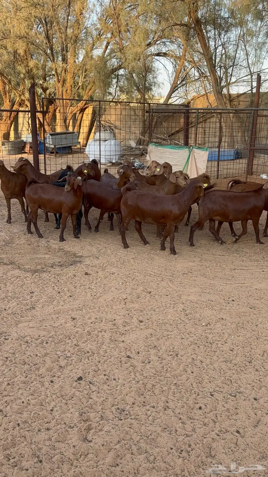جفار دهم هجين كلهاري 9
