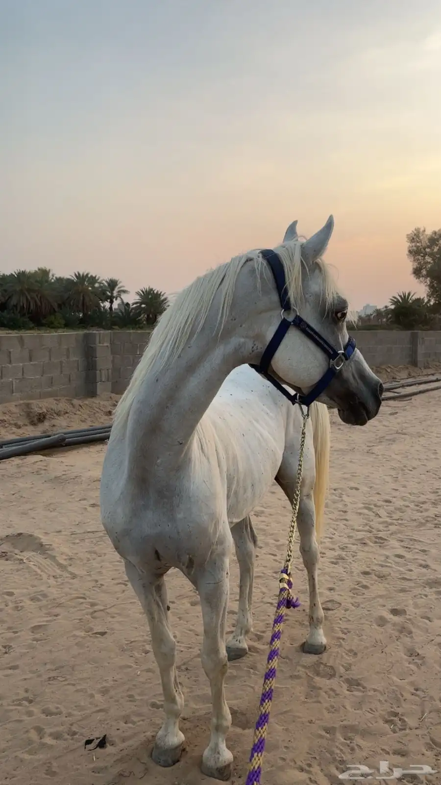 حصان واهو ورق 0