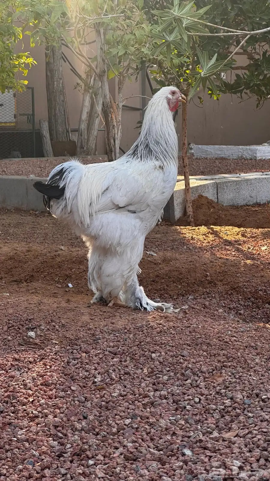 ديوك براهما 1