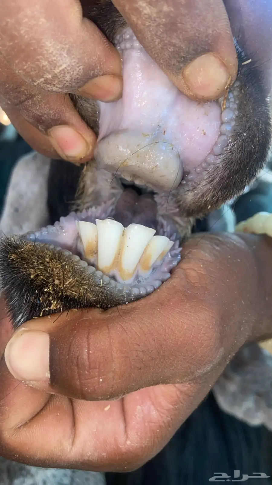 معزا عارضيت صنف كفو 4