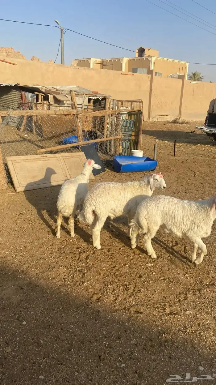 طليان العدد 2 ورخل 0