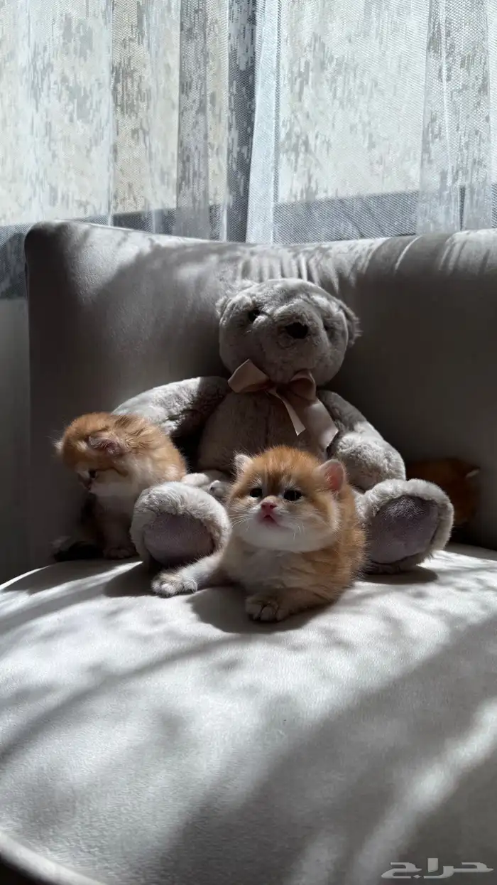 قطط برتش   سكوتش   للبيع 5