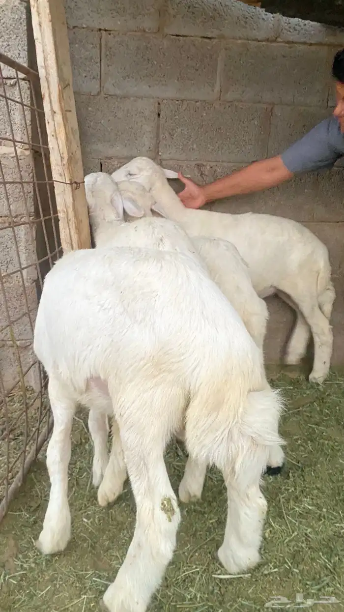 خرفان حري للبيع العدد 6 كلهن خرفان 0
