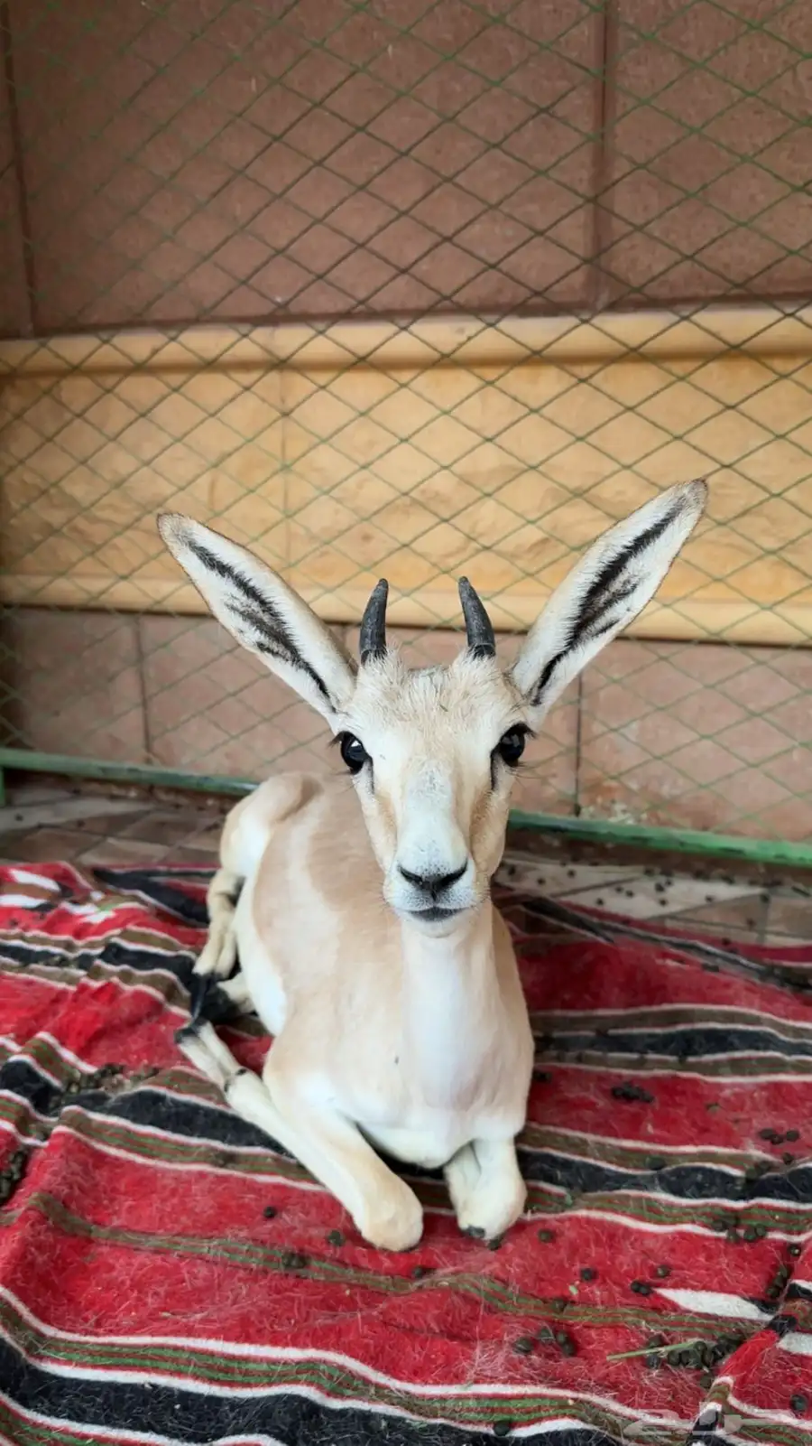 ظبي 0