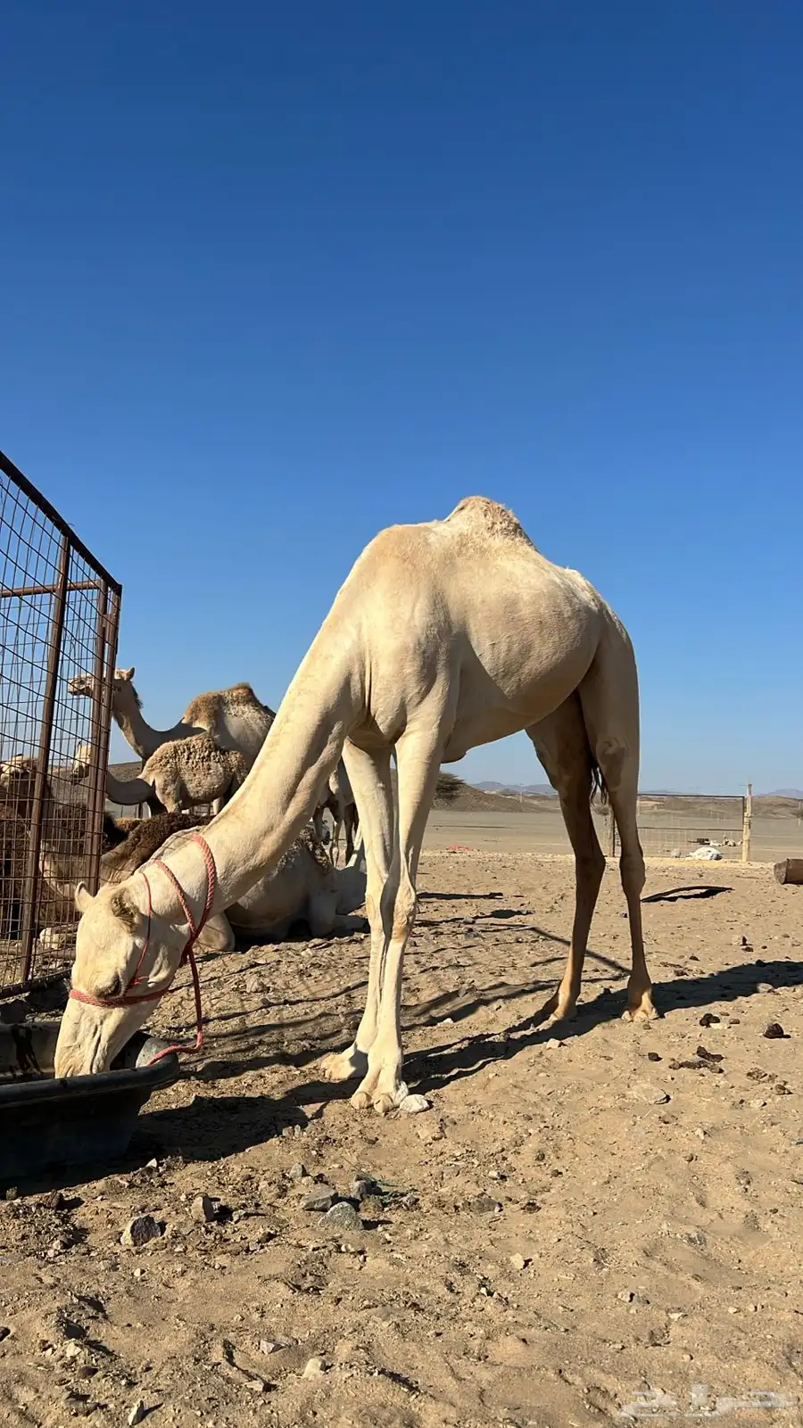 ناقه سوداني. السن جذعه يوجد لها فديو 0