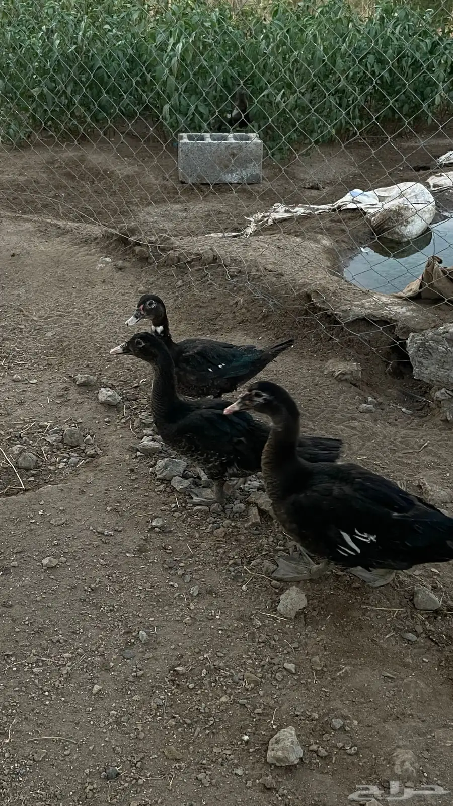 بط بلدي 1
