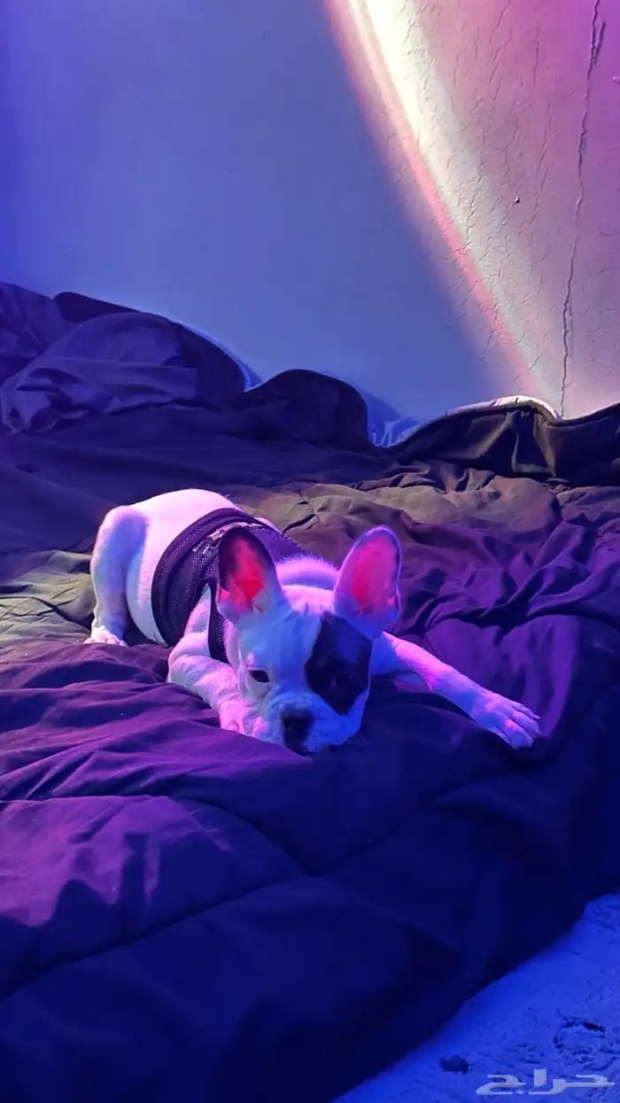 French Bulldog بيور 5