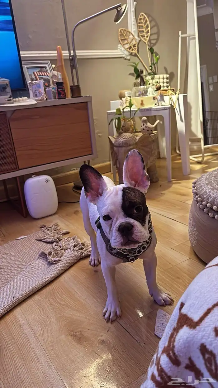 French Bulldog بيور 3