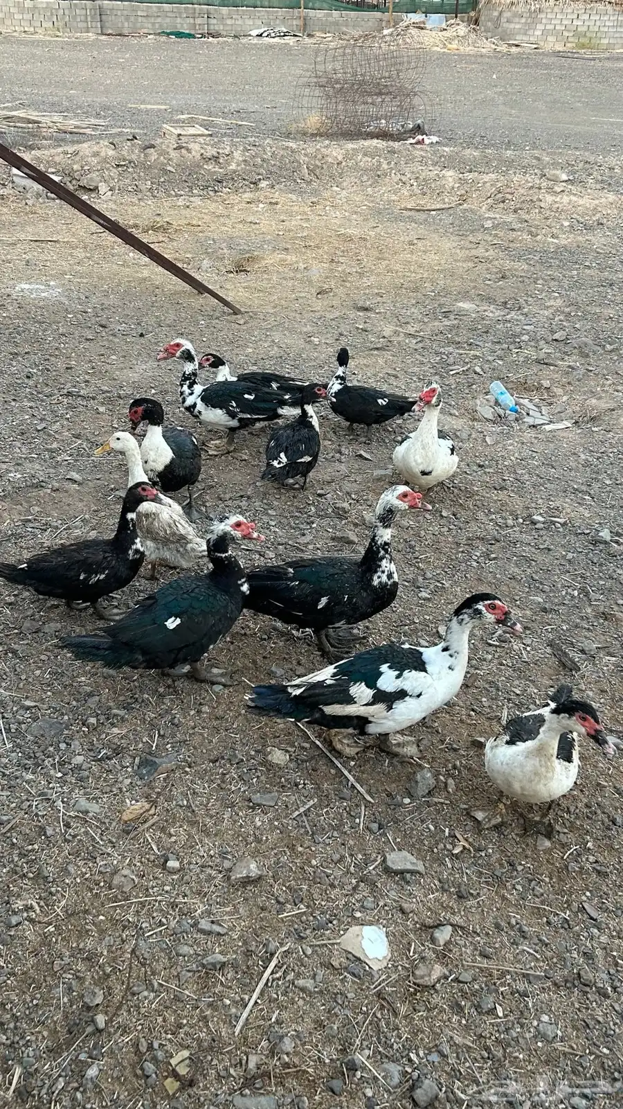 بط بح 1