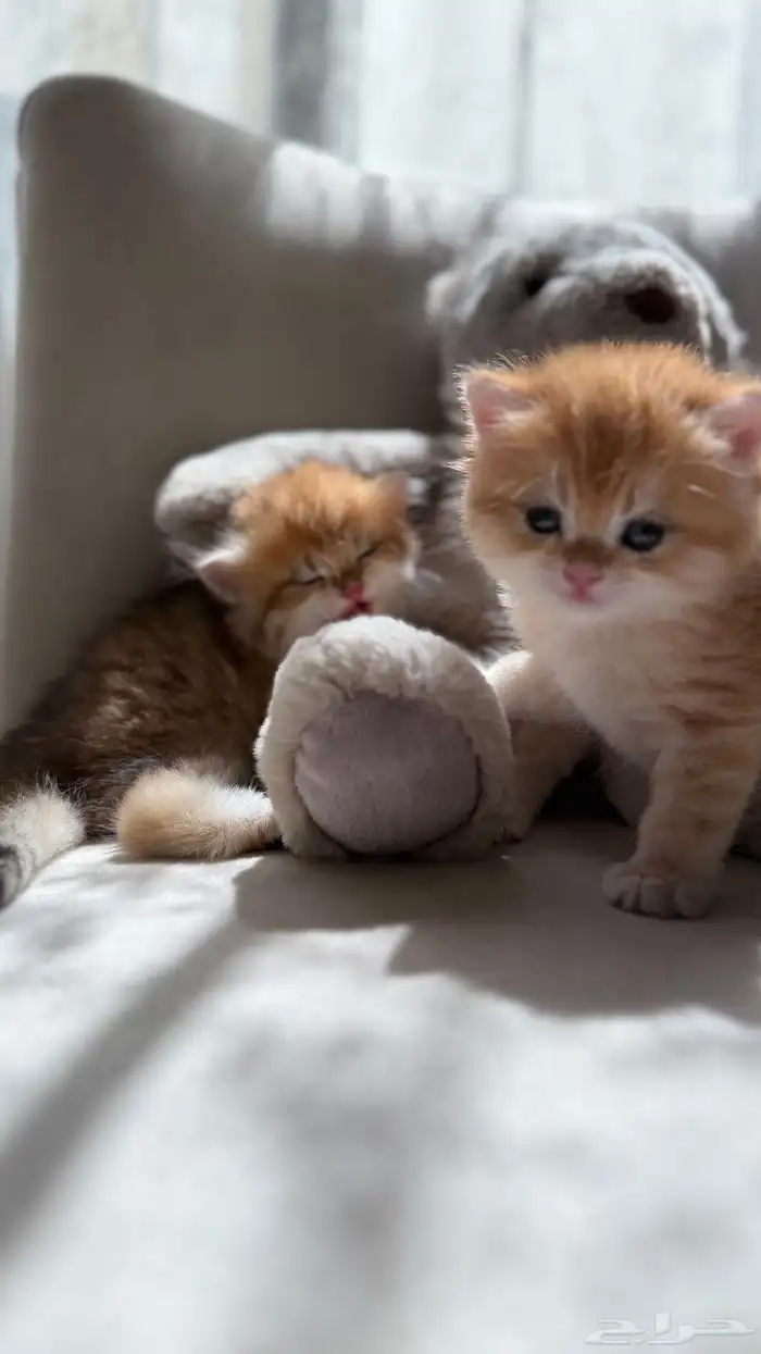 قطط برتش   سكوتش   للبيع 6