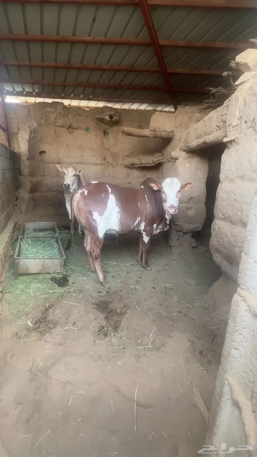 حسلان. ذكور. ثيران 0