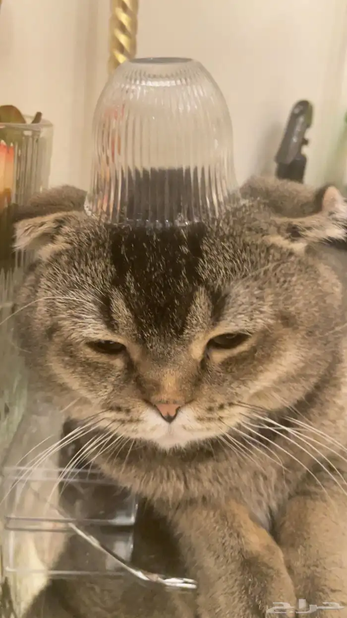 قط سكتش فولد بيور ذكر 3