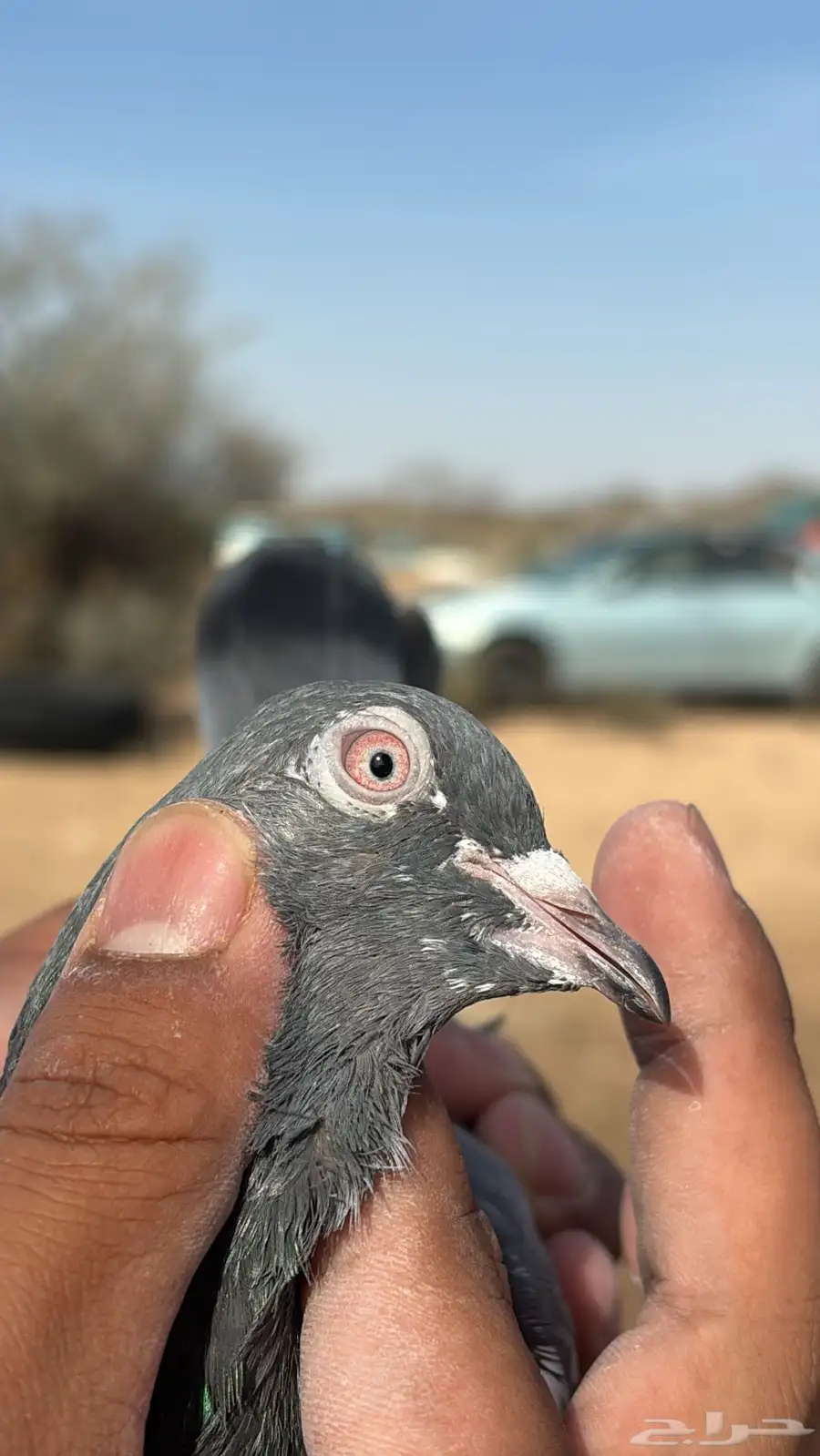 حمام باكستاني جوز كاسوري بفروخه بيور 5