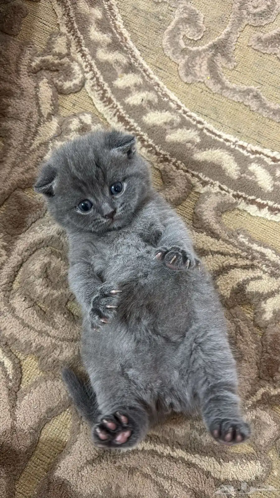 قط سكوتش 6