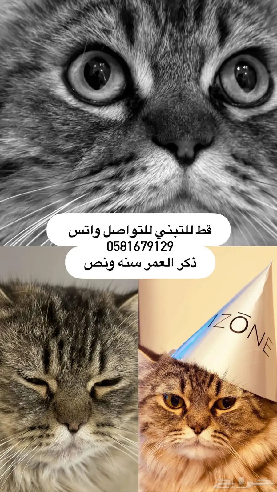 قط للتبني 0