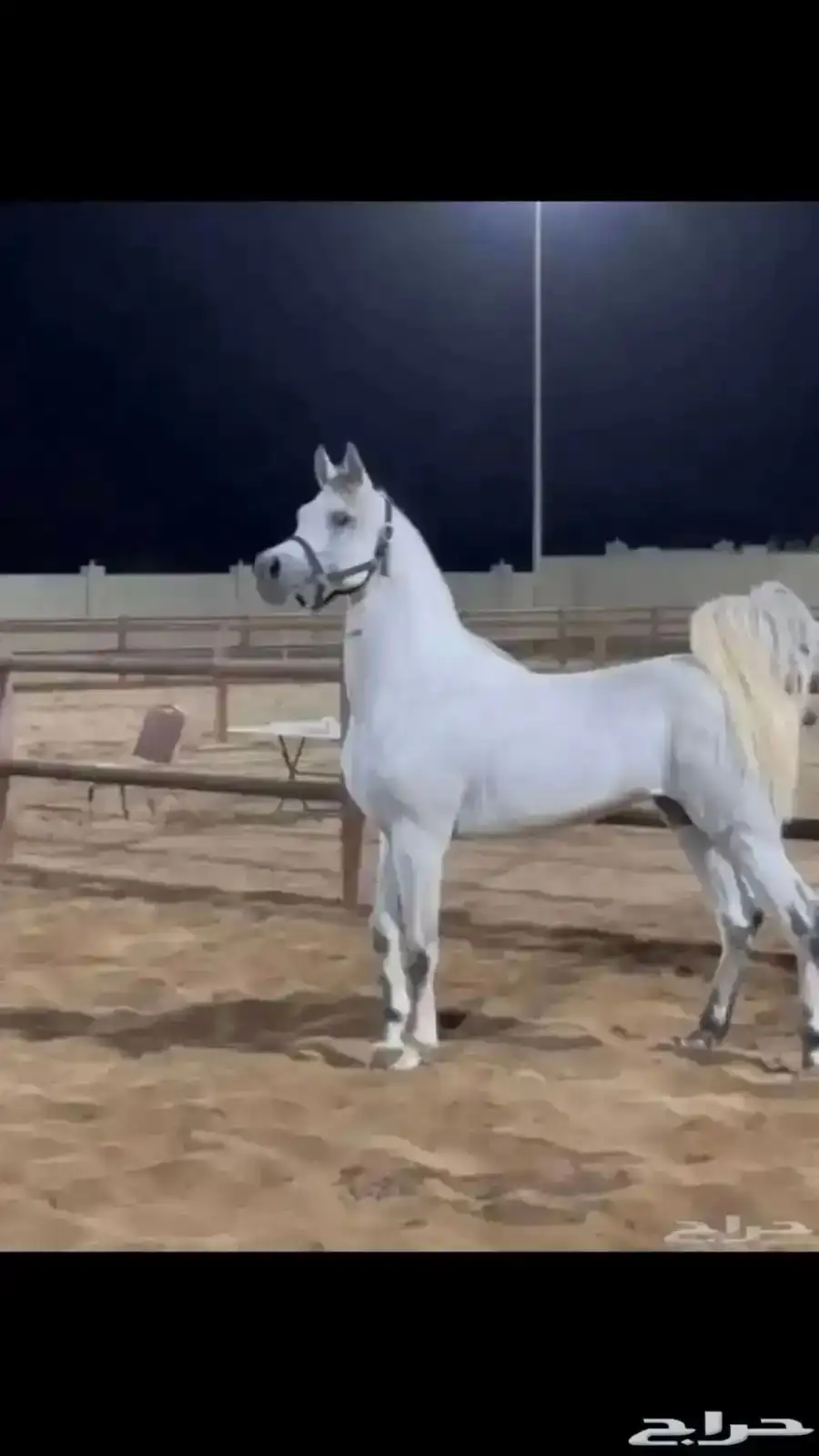 فرس واهو و مشباه 3