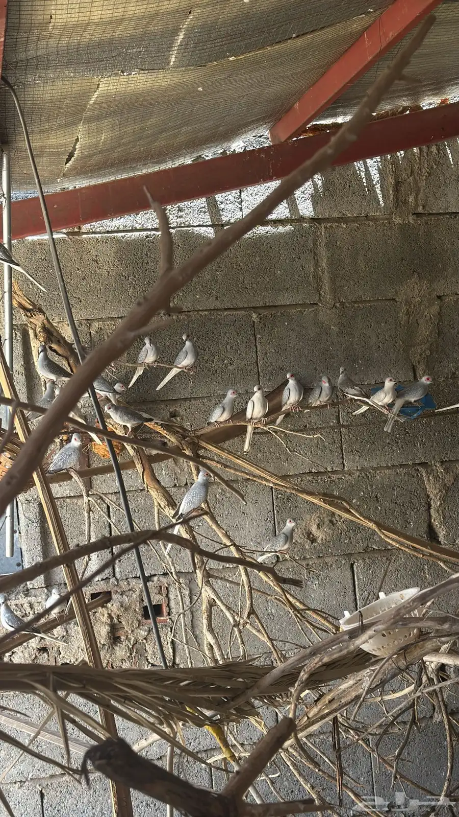 يمام ماسي 0