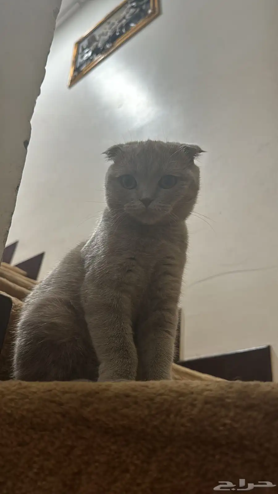 أنثى سكوتش بيور 2