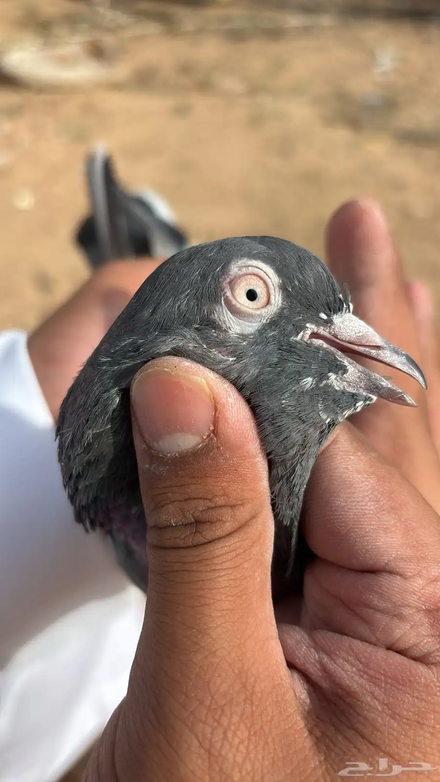 حمام باكستاني جوز كاسوري بفروخه بيور 4