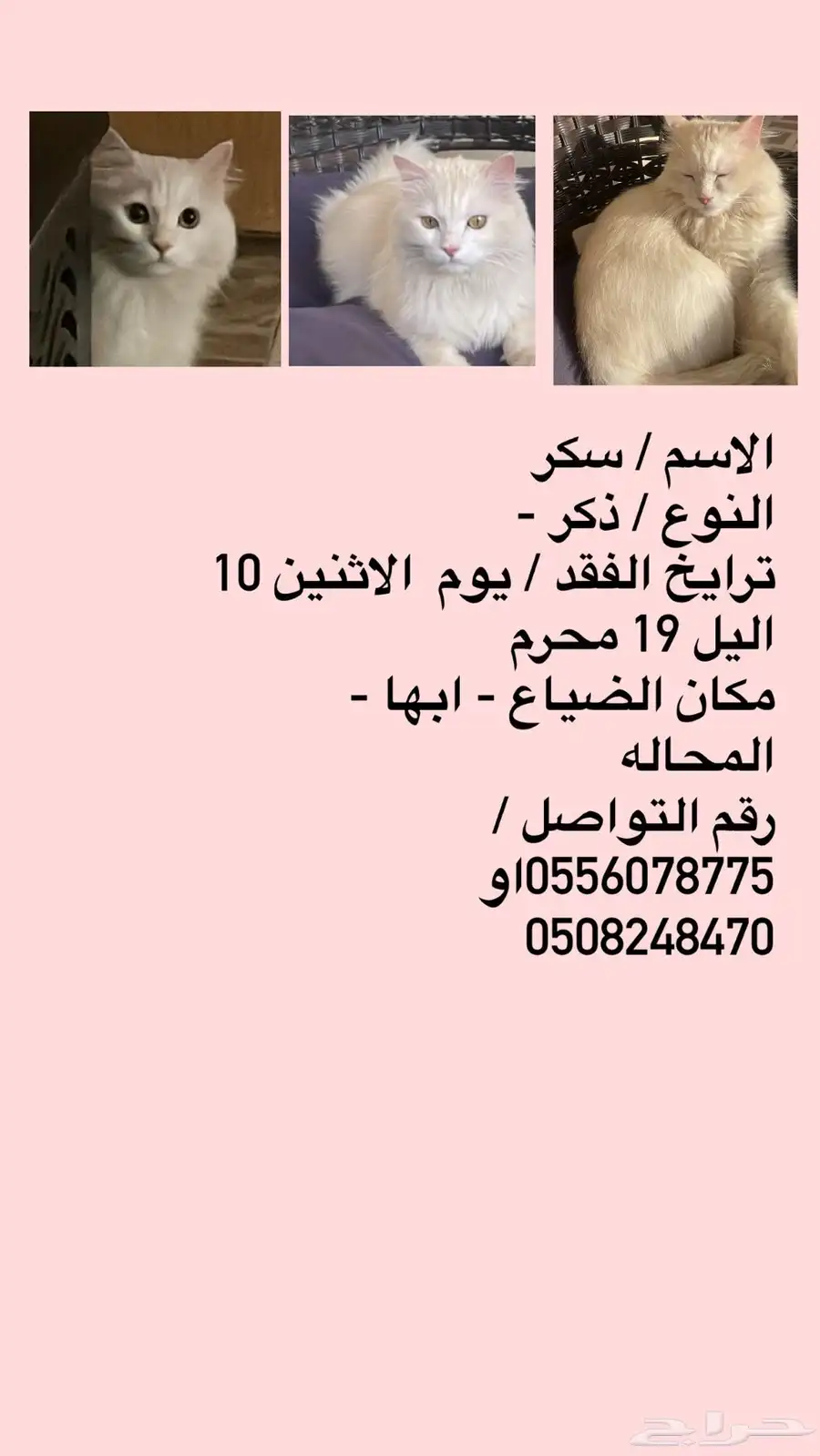قط مفقود 3