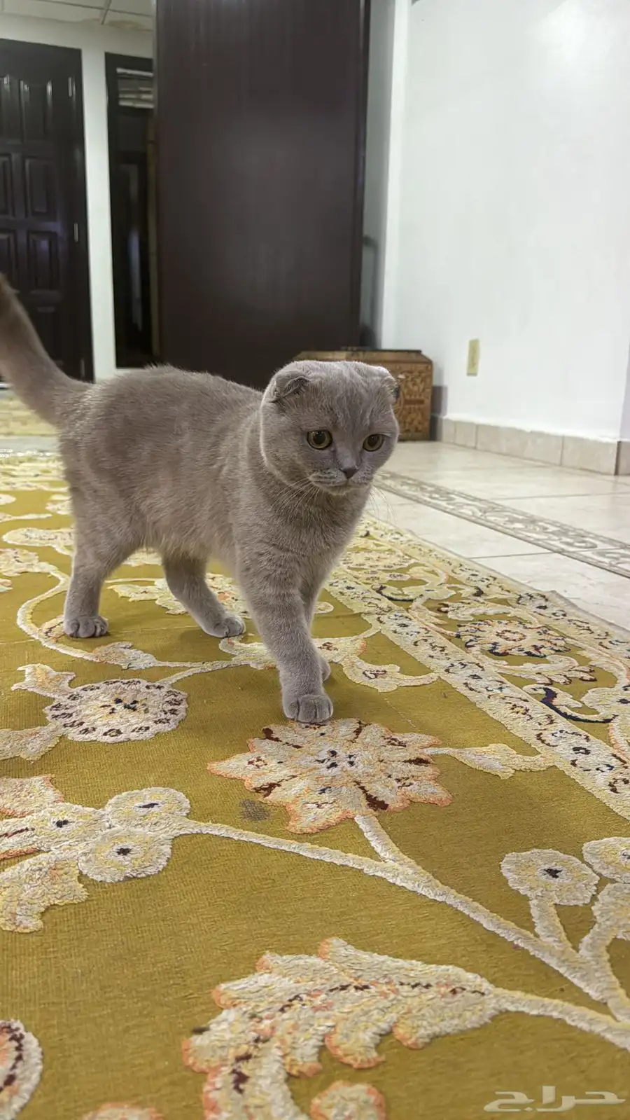 أنثى سكوتش بيور 0