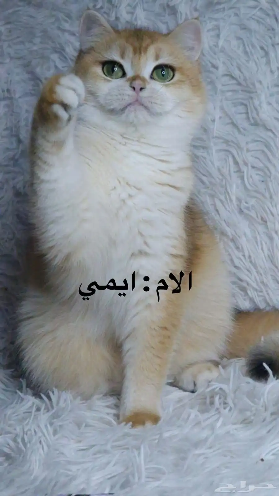 للبيع   انثى برتش بيور ny12 فاخره 6
