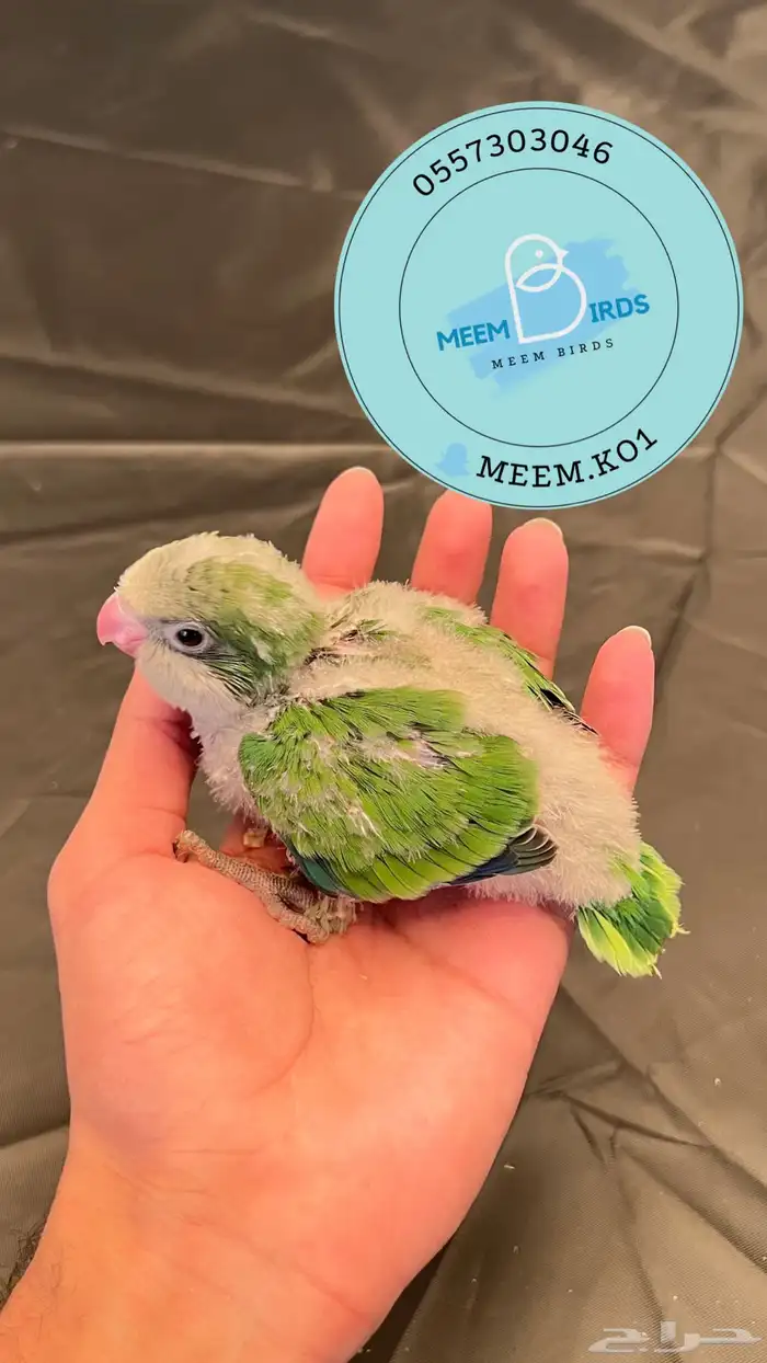 فروخ كويكر ازرق واخضر 1